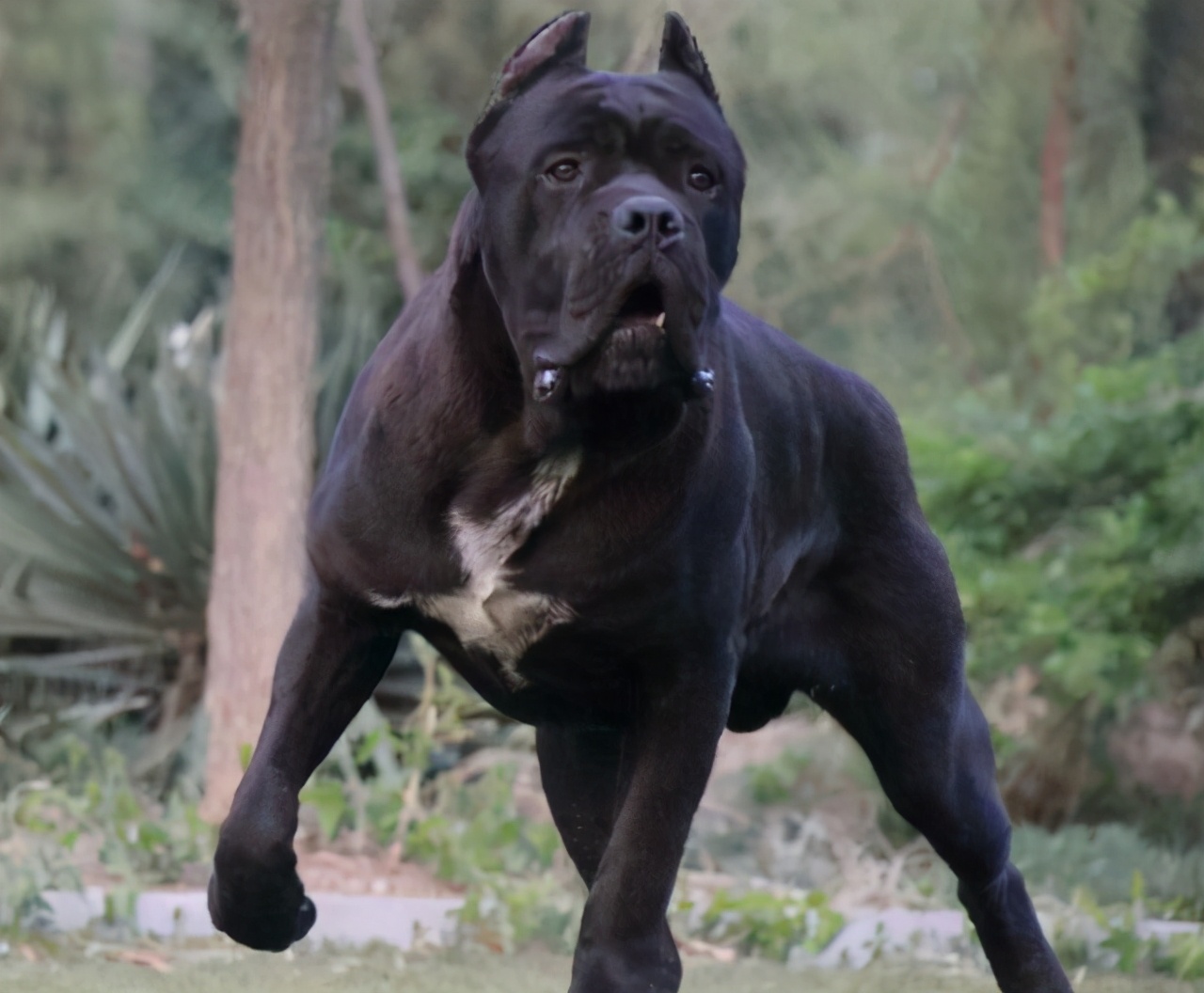 卡斯罗犬的优点和缺点（卡斯罗惨遭嫌弃的原因）