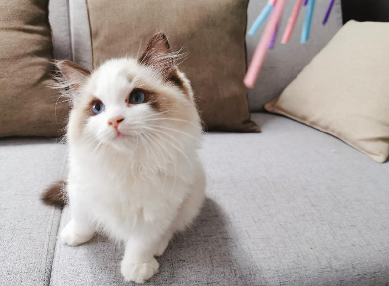 如今布偶猫价格跌破底价，为何养的人反而越来越少了？