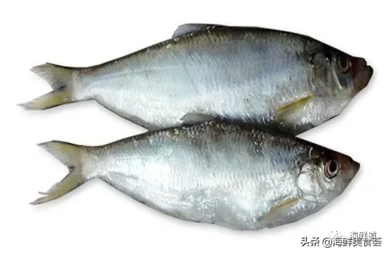 市场常见的102种海鲜，肉质鲜美，营养丰富，你们吃过几种？