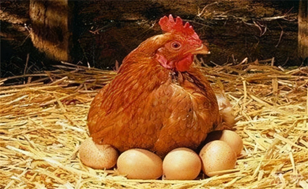 公鸡母鸡交配，为何公鸡要踩在母鸡上面，这不是很危险吗？