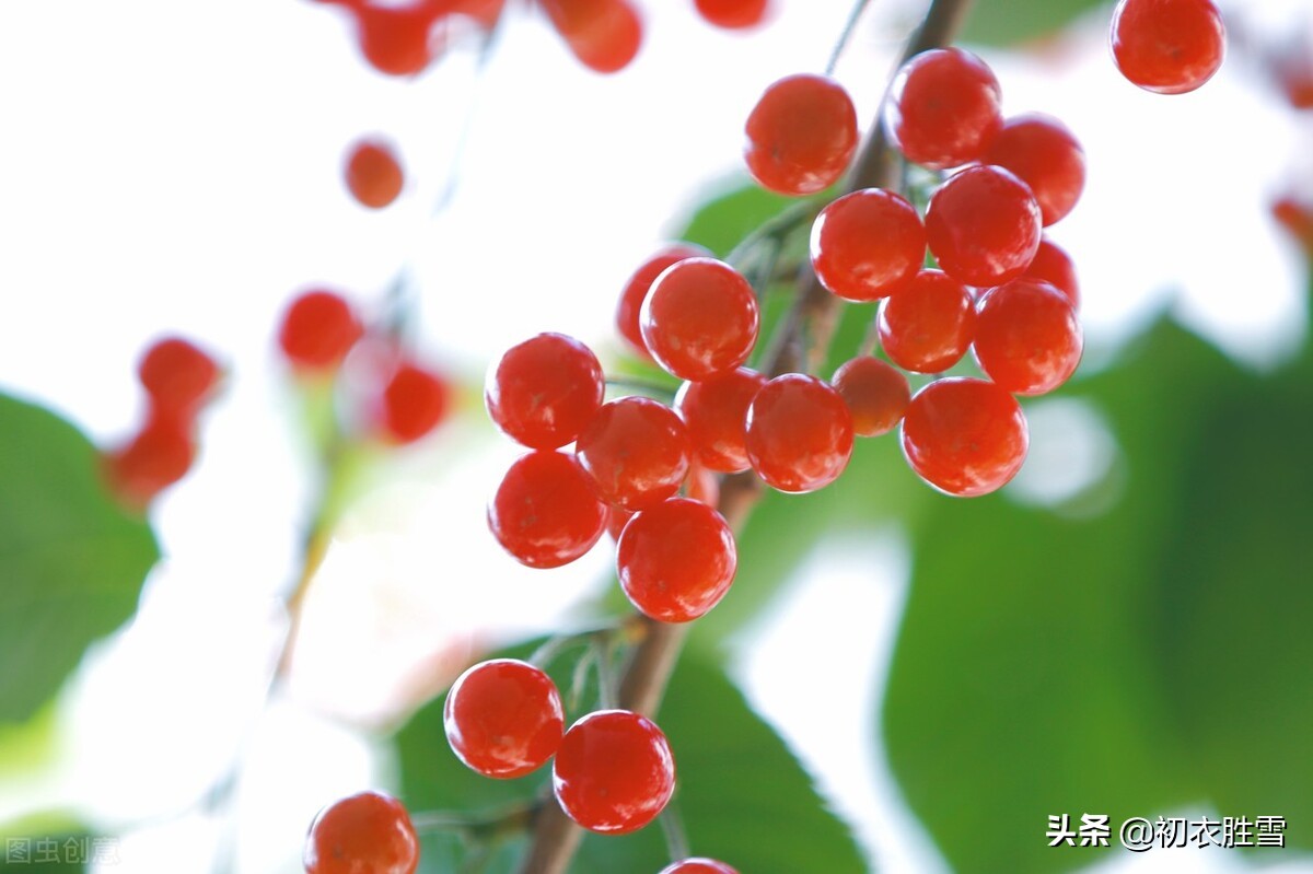 夢見櫻桃樹上結滿紅櫻桃_達一風水網