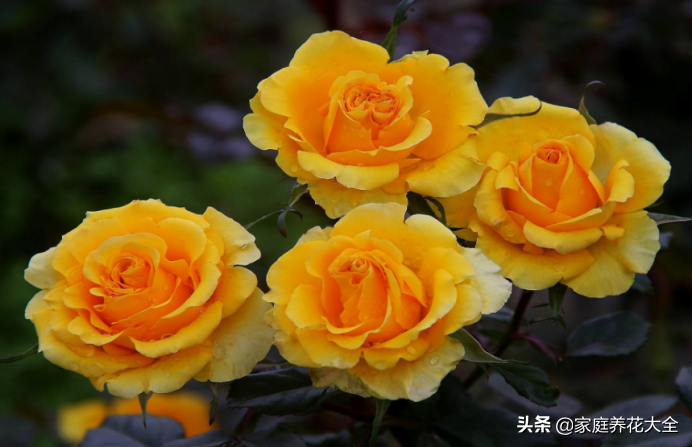 保存鲜花太难了，4个秘籍帮助你，能多开半个月