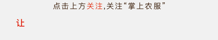 这种长得像苹果的枣，其实是青枣