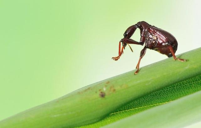 叶子上的黑芝麻:梨象甲