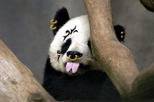 国宝熊猫表情包合集｜大哥，给口饭吃吧
