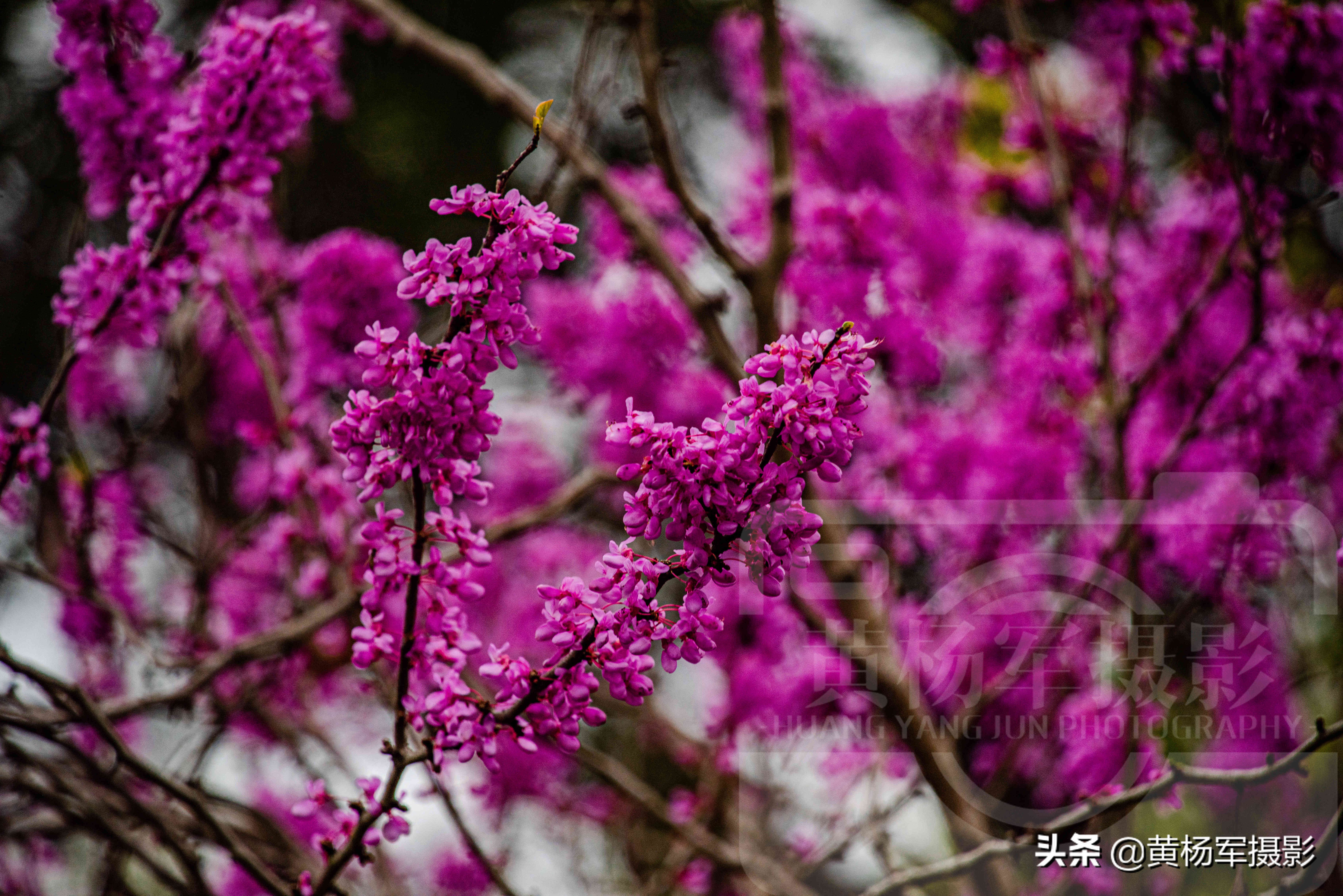 紫荆花几月开花（紫荆花香岛名贵的观赏植物）