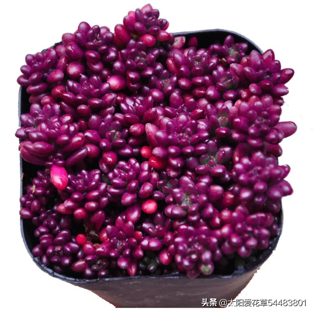 9种口碑非常好的多肉，易养护，出状态又仙又美