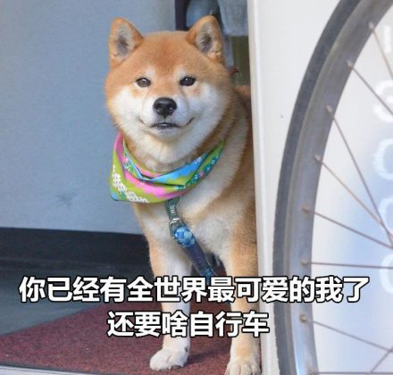 柴犬土味情话表情包合集｜你知道我的缺点是什么吗？