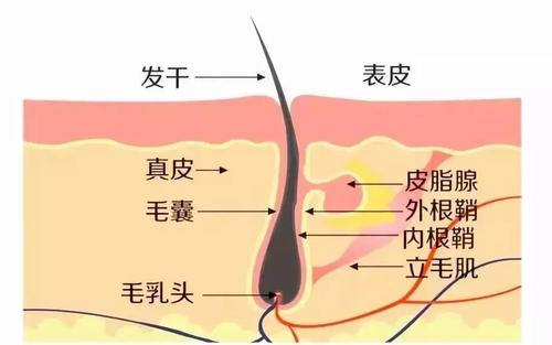 不看毛囊状态就治脱，那纯粹是交智商税