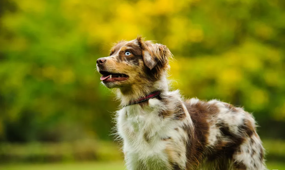 澳洲牧羊犬好养吗-澳大利亚牧羊犬好养吗 - 114知识网