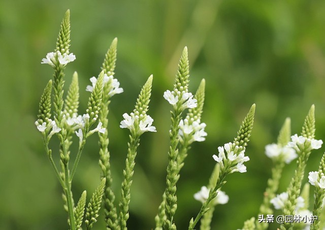 马鞭草花期是什么时候（薰衣草和马鞭草的区别）