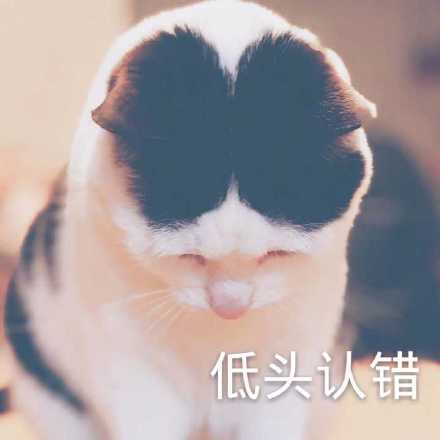 猫咪认错表情包合集