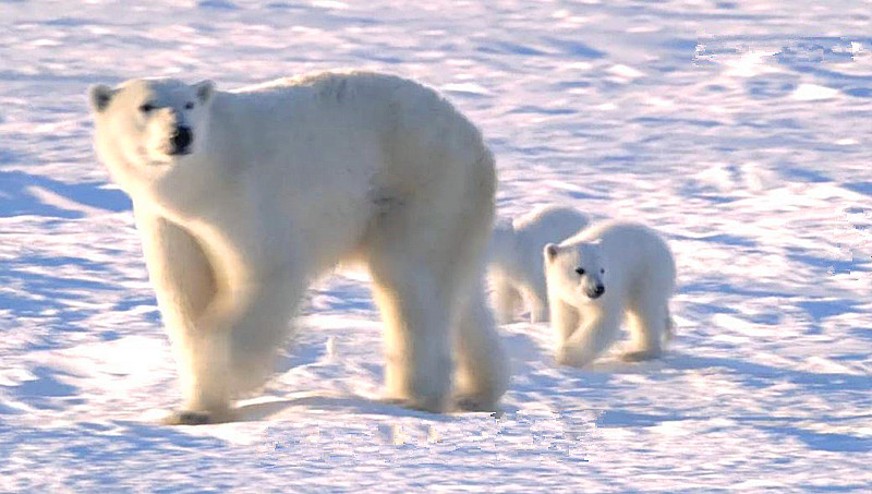 阿拉斯加北极熊电影剧情「梳理」
