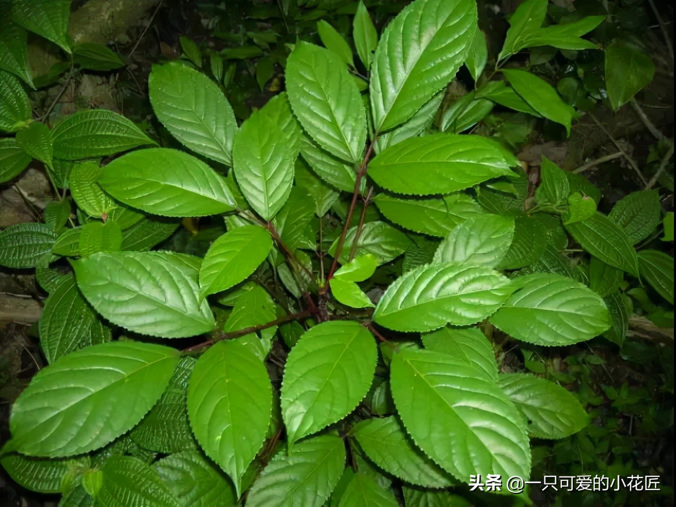 南方的重阳木树种，木材质地耐用且防腐，全身都是宝