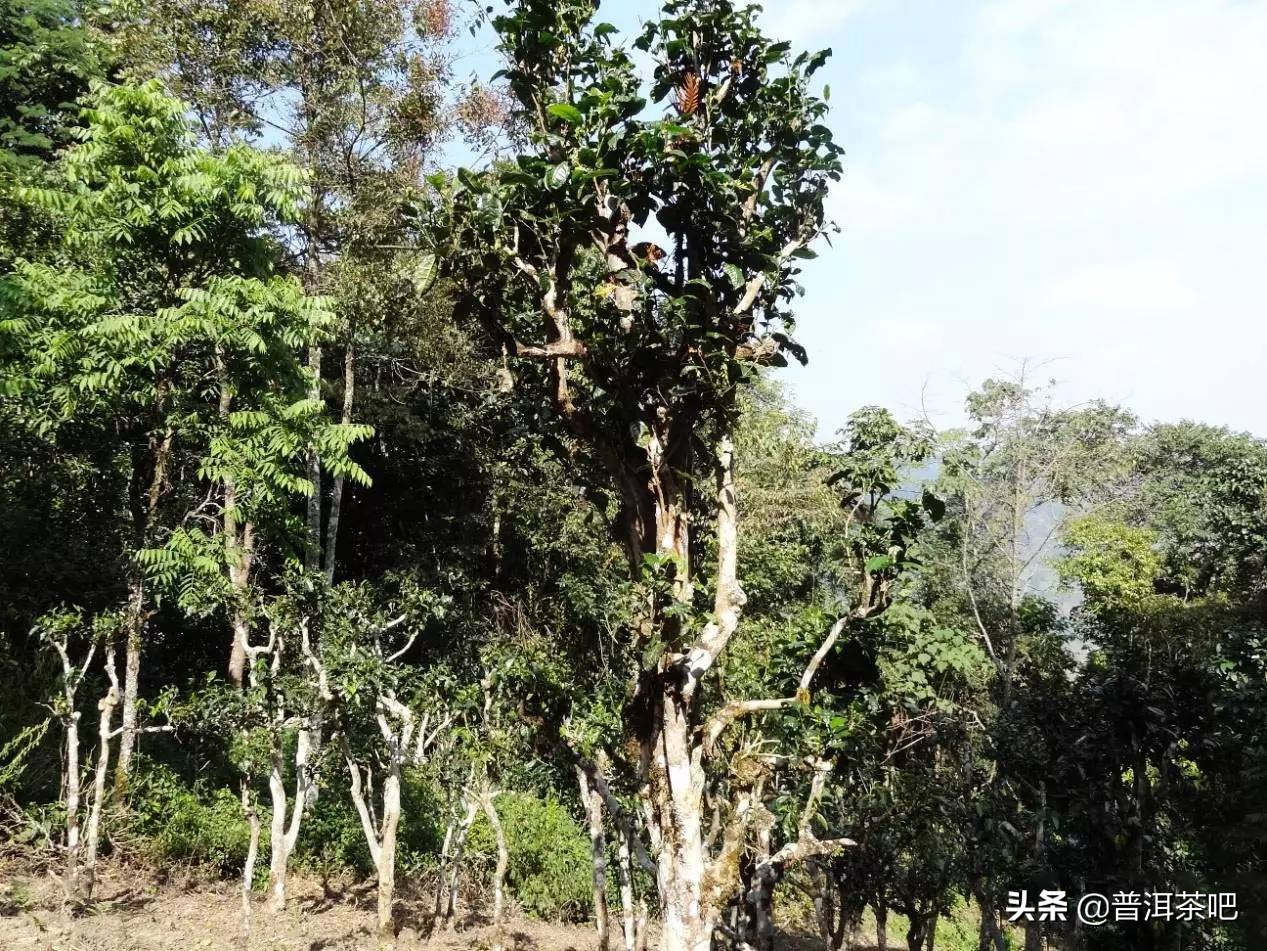巴达山在哪里（巴达有丰富的野生茶树资源）