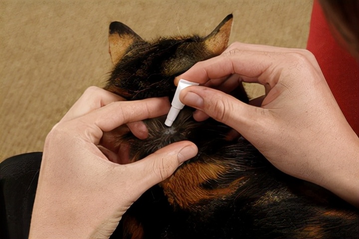 平价养猫攻略，穷也能实现养猫自由