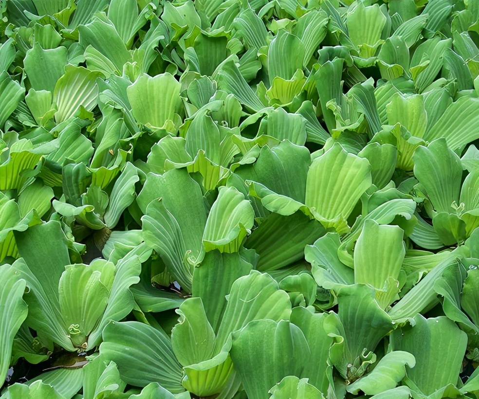 长在水中的"白菜",因繁殖能力强被嫌弃,改名逆袭成盆栽新宠