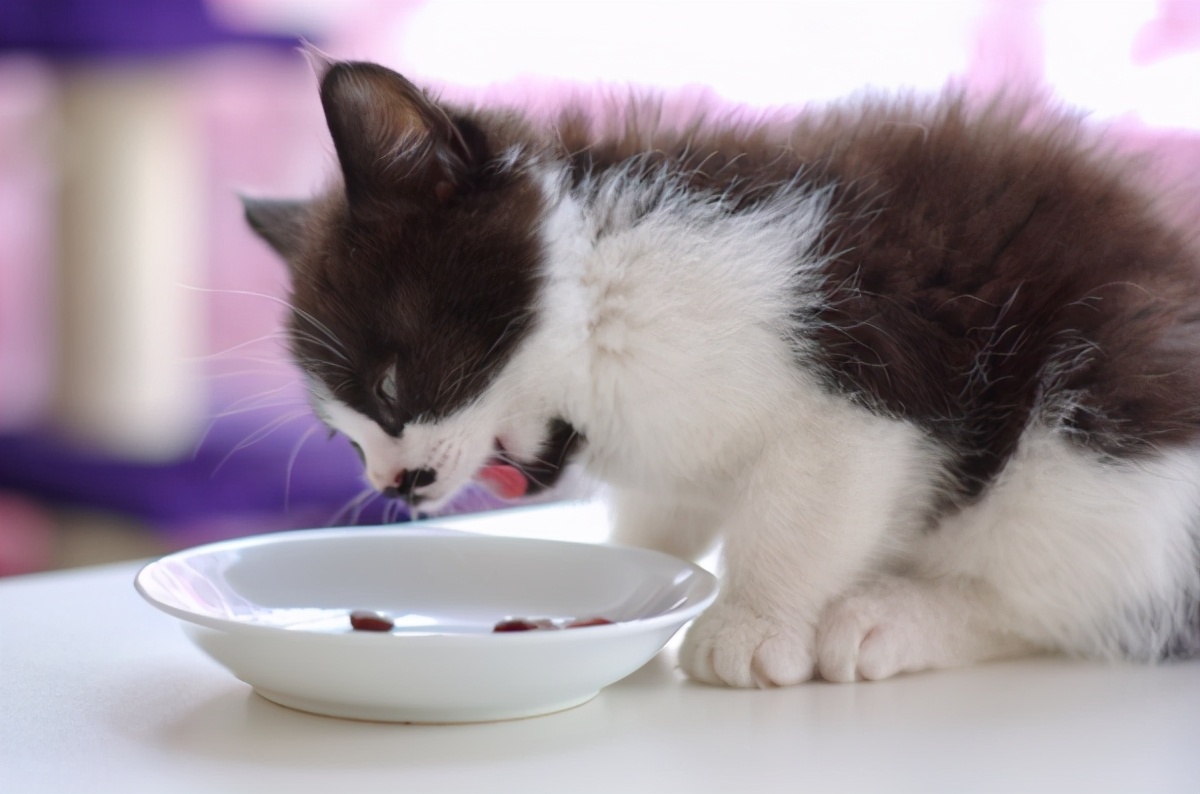 野猫吃什么食物（这10样食物小猫看到都会流口水）