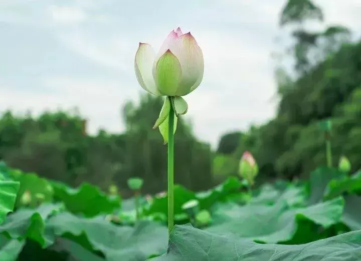 重庆看荷花的地方来啦！错过再等一年......