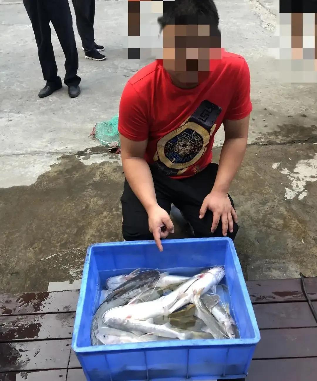 芝麻劍魚,