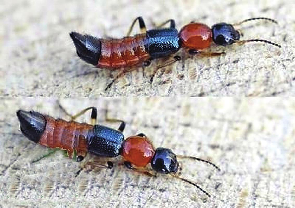 样,隐翅虫也有趋光性,黑暗中手机是唯一发光源,很容易吸引一些小虫子