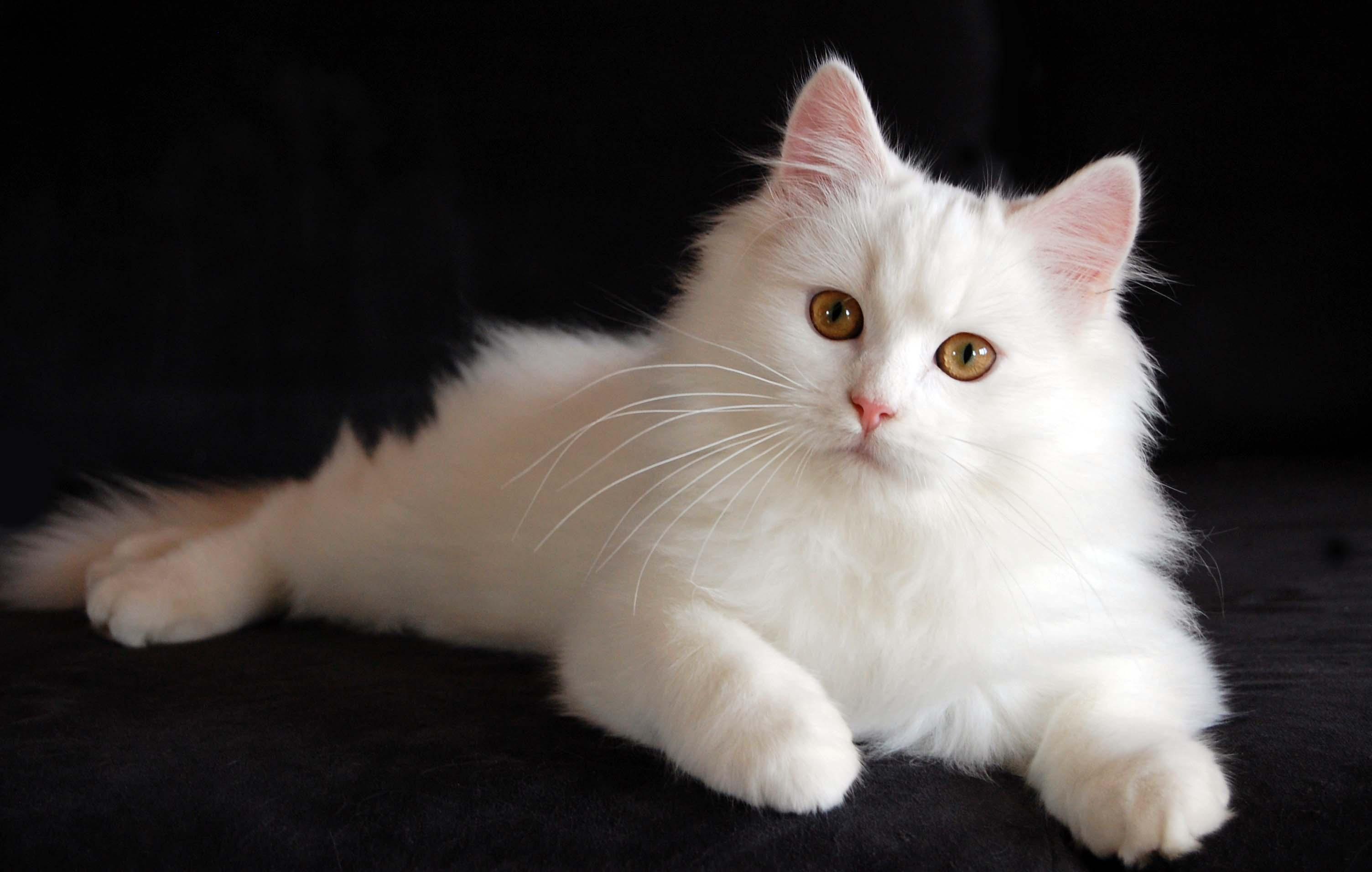 临清狮子猫的被毛颜色以白色居多,而且白色是比较珍