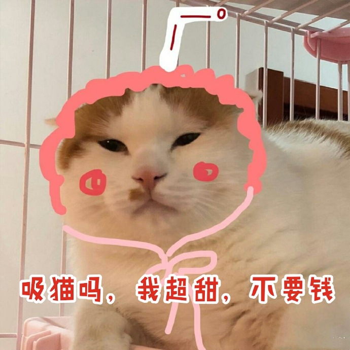 表情包：小猫咪程序混乱