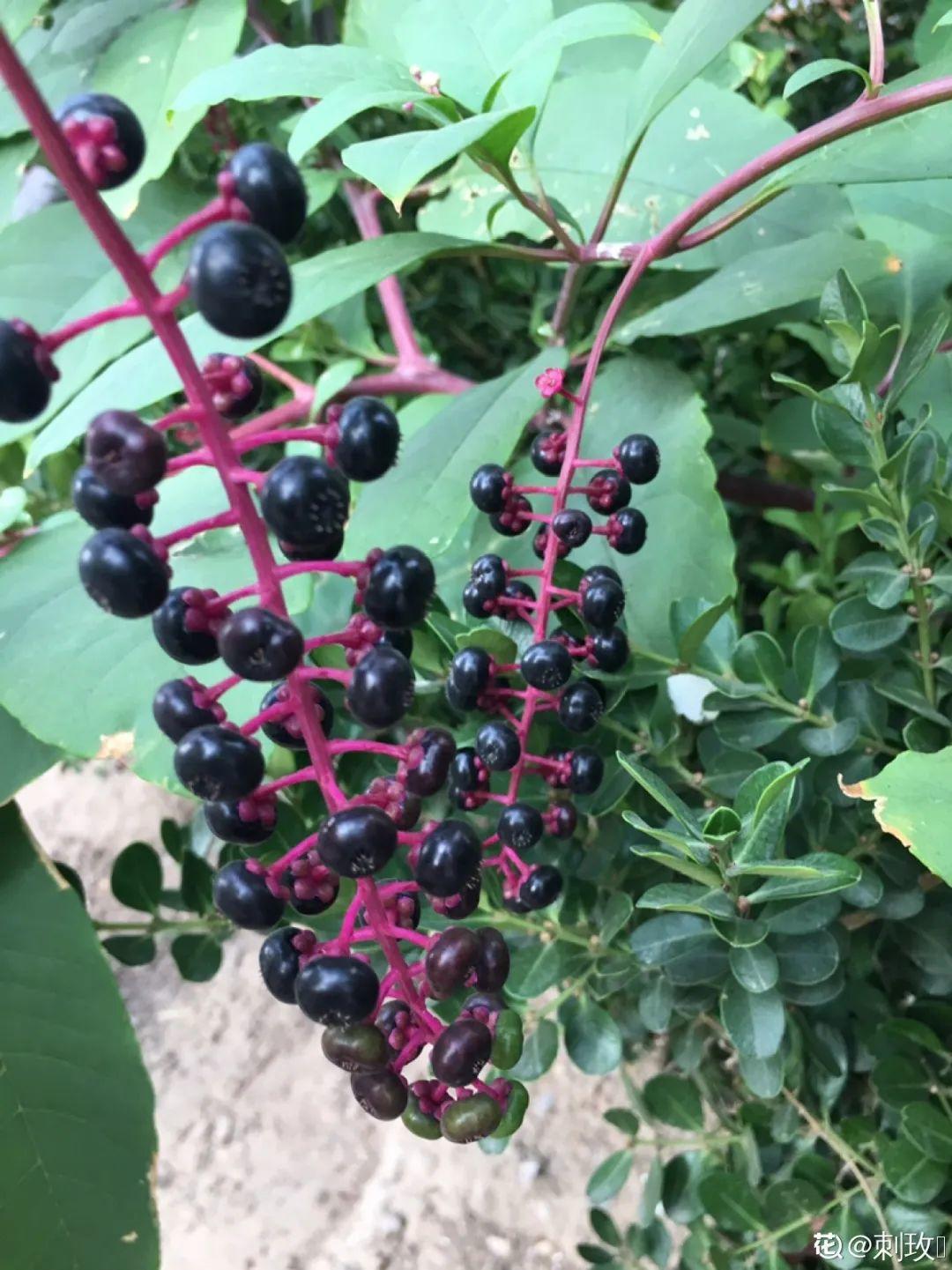 春天赏花,看见这20种,离得远点,因为有毒