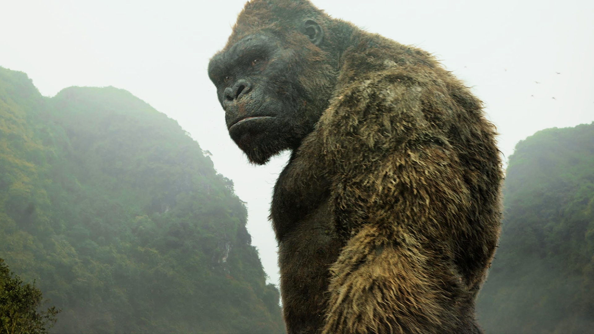 金刚电影观看顺序,如何看这五部金刚电影