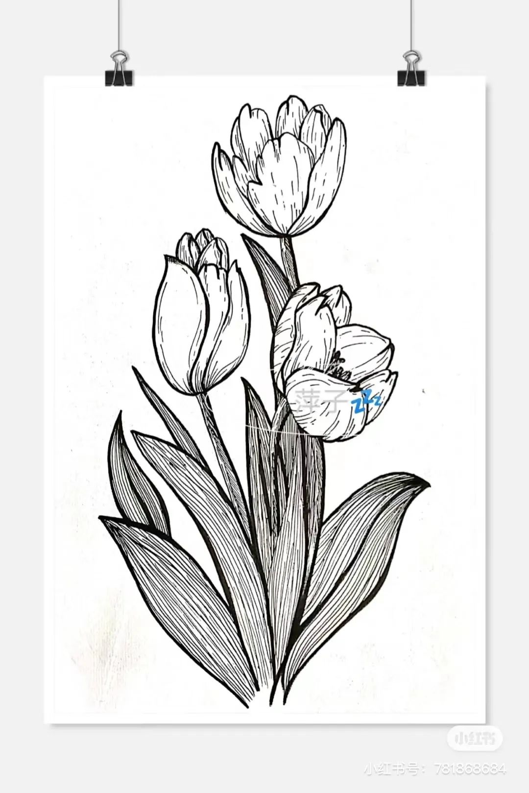 花草创意线描装饰写生范本,画完它们你的手从此再也不是爪子