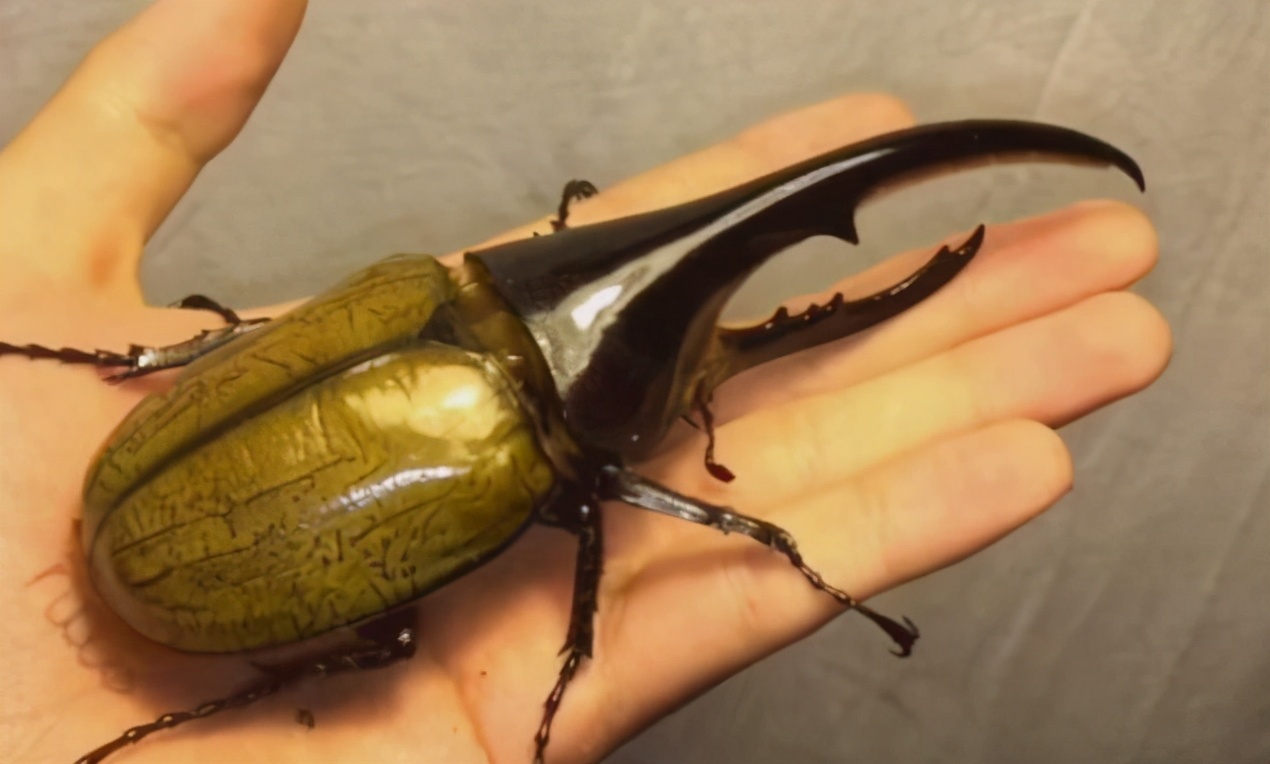 昆虫中的“大力神”，能举起超过自身重量850倍的物体，售价上千