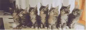 猫咪动态表情包合集｜猫咪摇头、猫咪亲吻