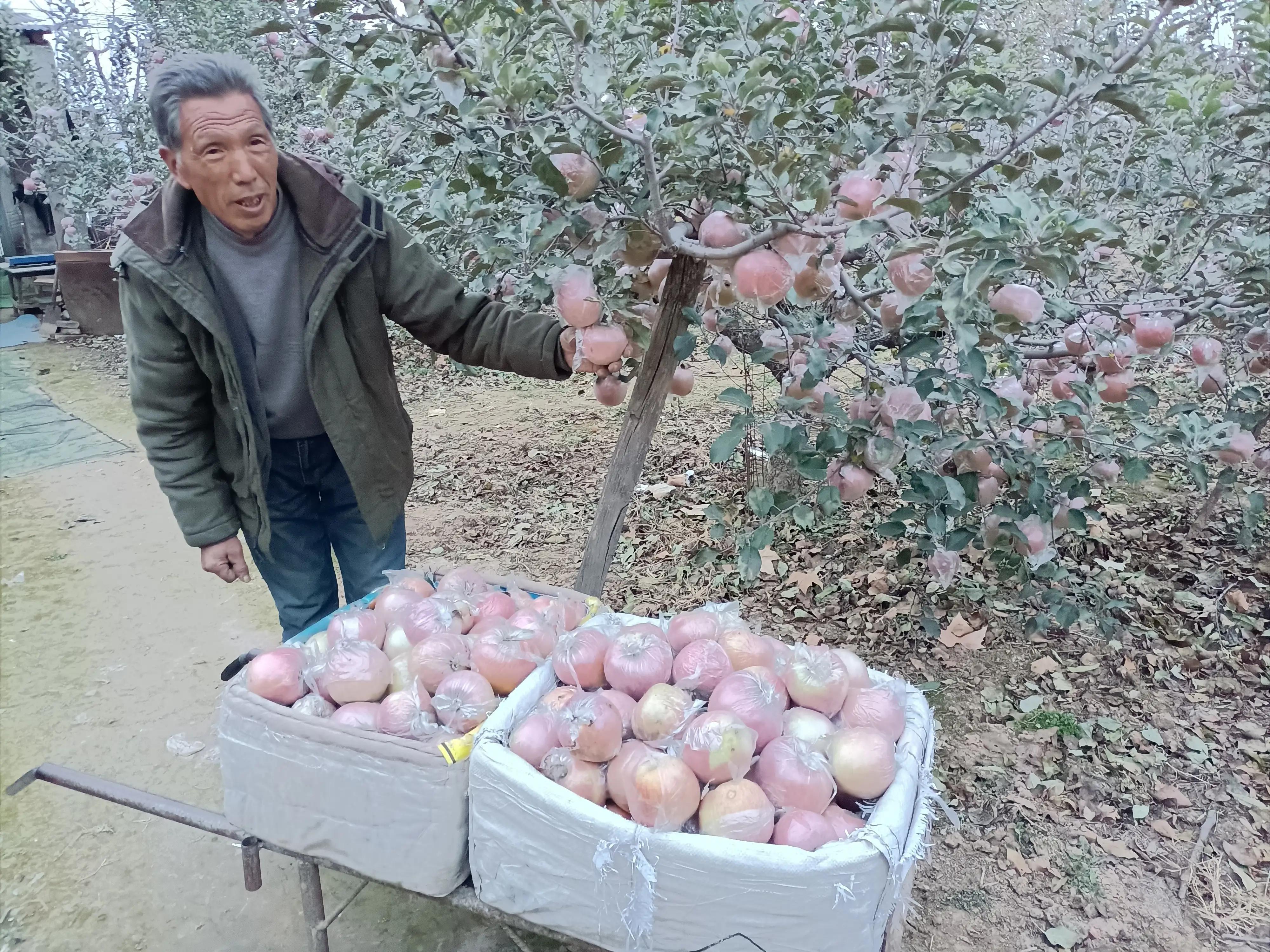 小寨村：灾后的苹果红艳艳