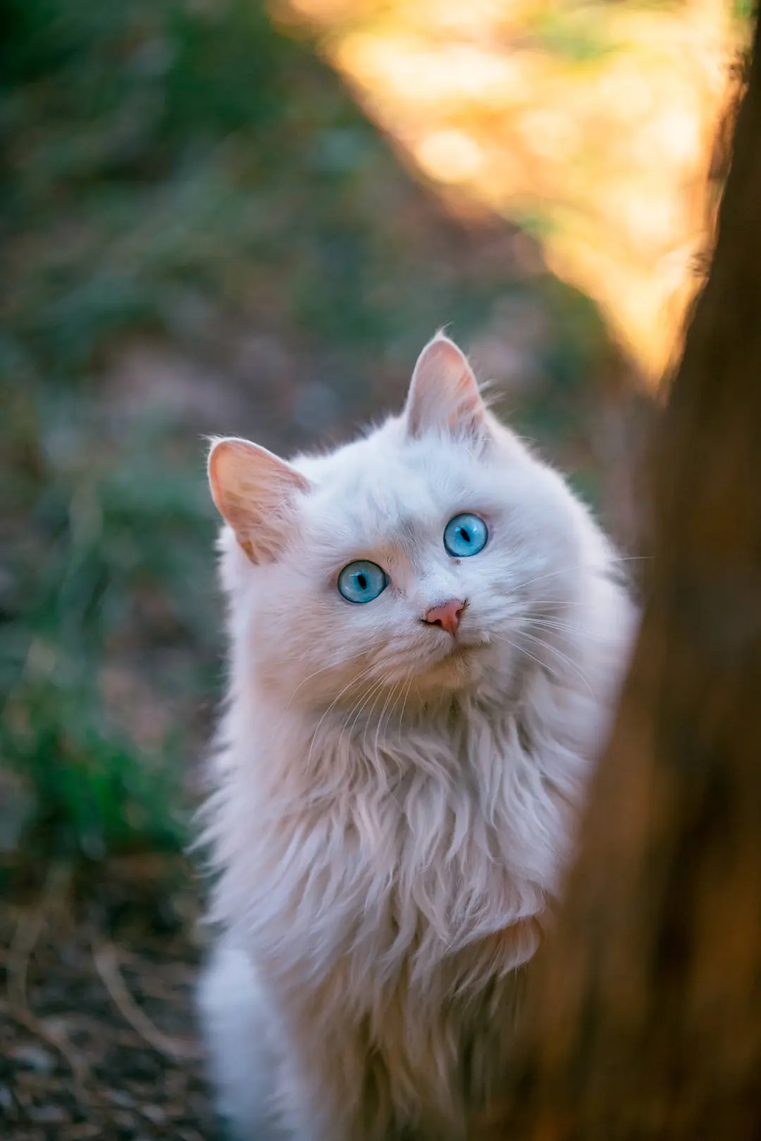 中华田园猫丨狮子猫