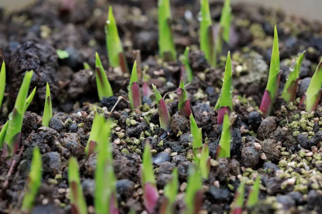 海妈花园访问｜想种花没地方？重庆小学老师在学校楼顶造了座花园