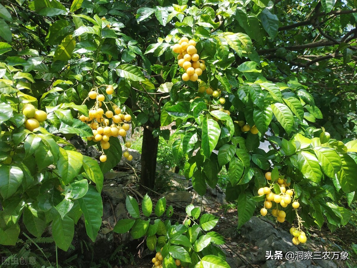 黄皮果树的栽培与管理（黄皮果树的种植方法分享）
