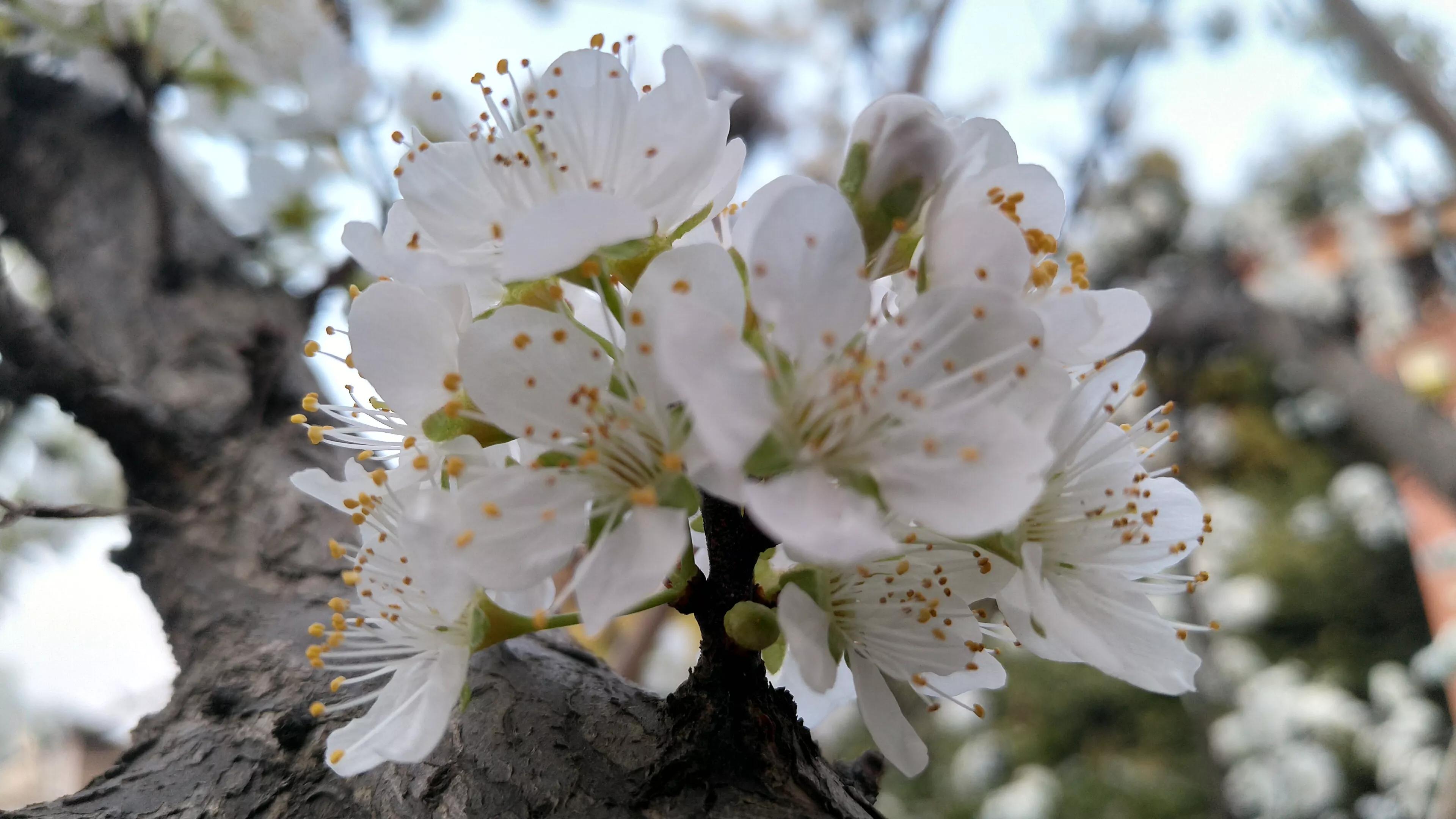 李树开花一树白，银装素裹如堆雪