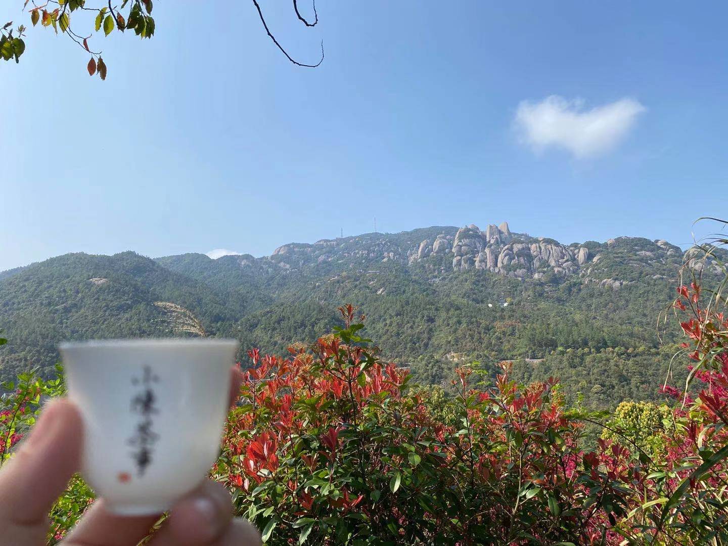喝懂白茶的7个基础知识，看懂了以后，你喝茶可以少花很多心思