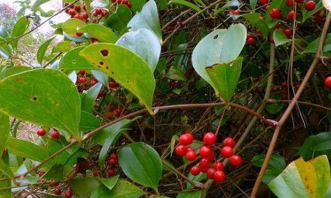 金刚刺:硬如石头刀斧难砍动,却曾当粮食充饥,酿酒更是一绝