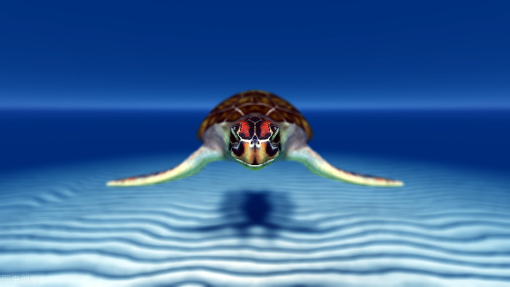 草原绿毛龟怎么养经验分享「专业回答」 -骁龙网