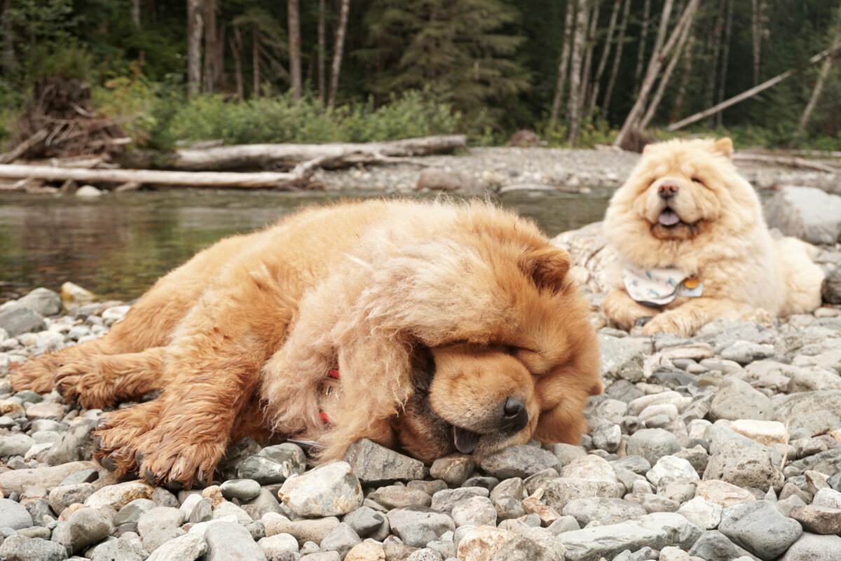 雍容的贵族——松狮犬的喂养 挑选以及美容注意事项等统统在这里