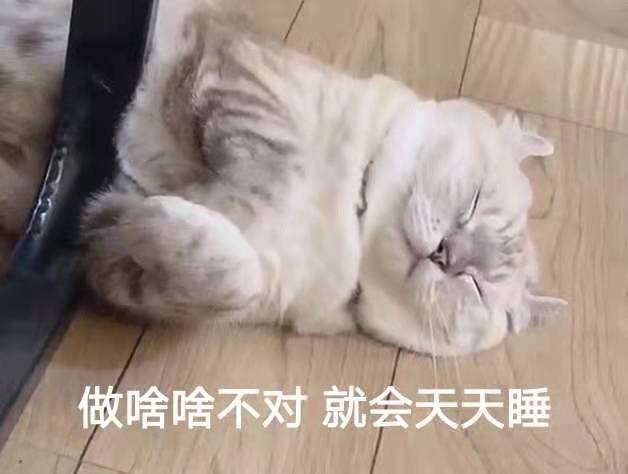 猫咪表情包合集我太难了