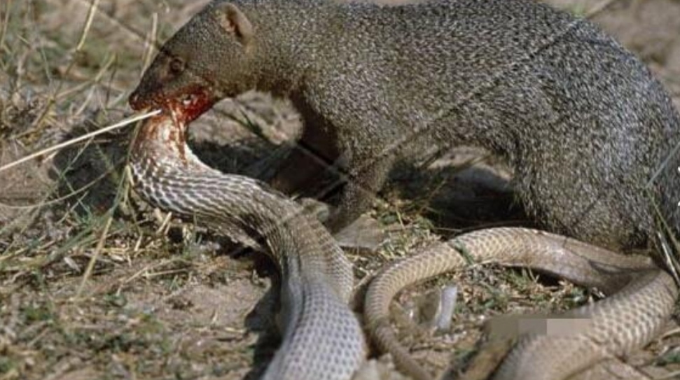 蛇鹫图片(作为屠蛇高手) - 赤虎壹号