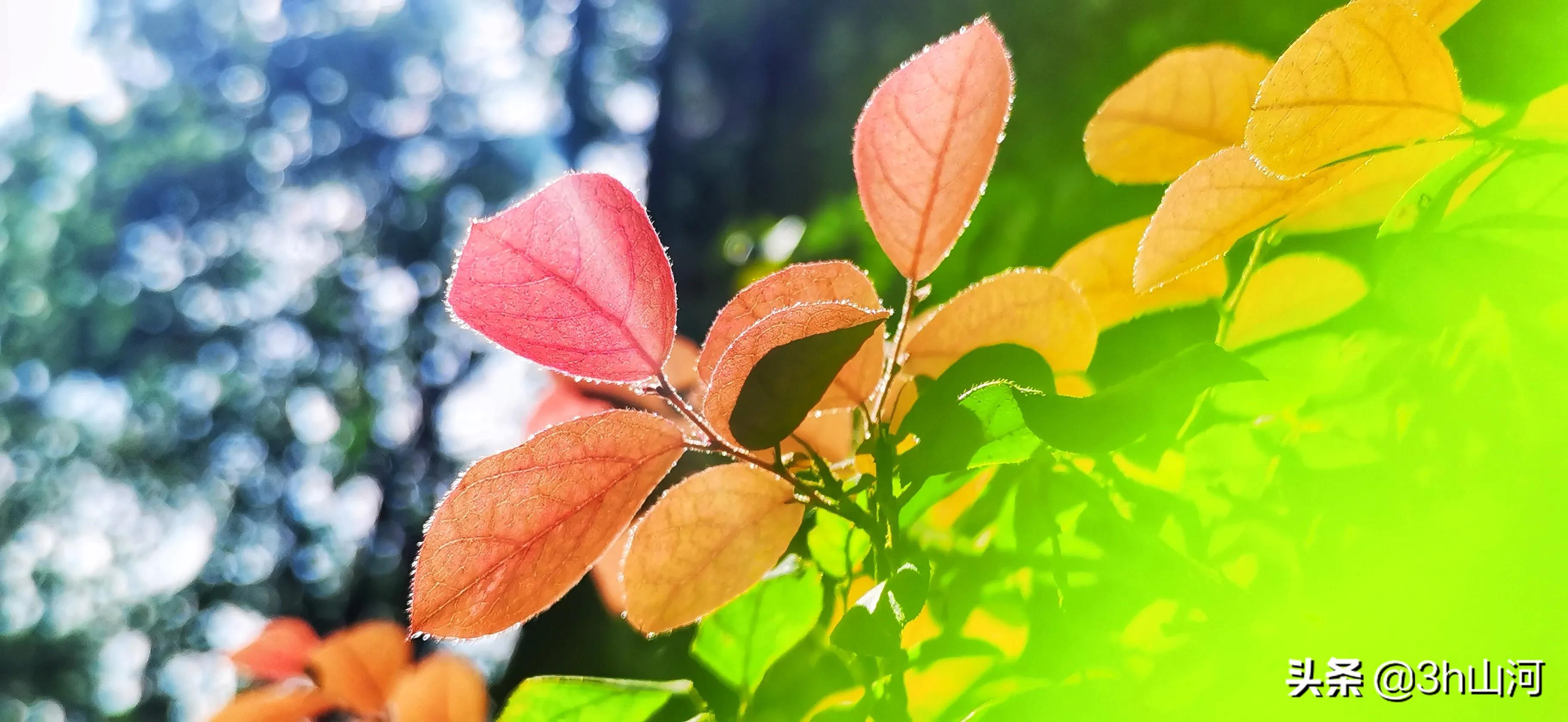 秋日，一缕阳光