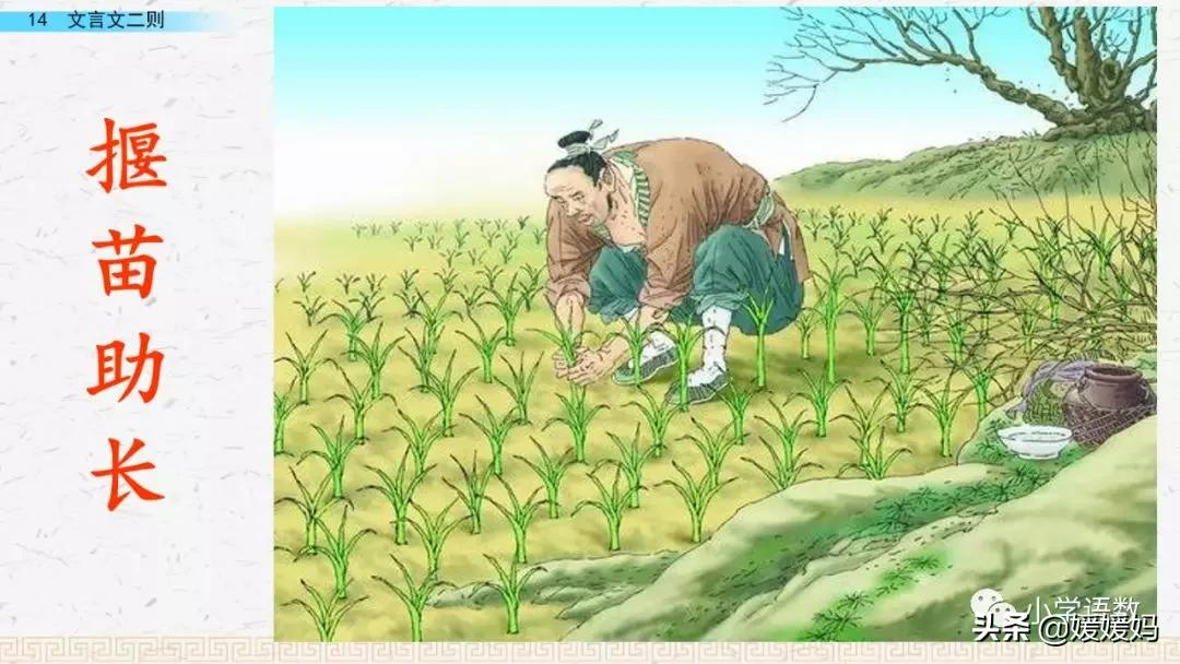 日出江花红胜火的作者及知识点分析