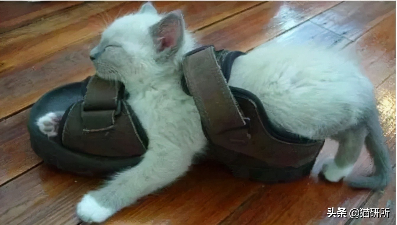 猫咪为啥沉迷吸鞋？这样会传染脚气吗？