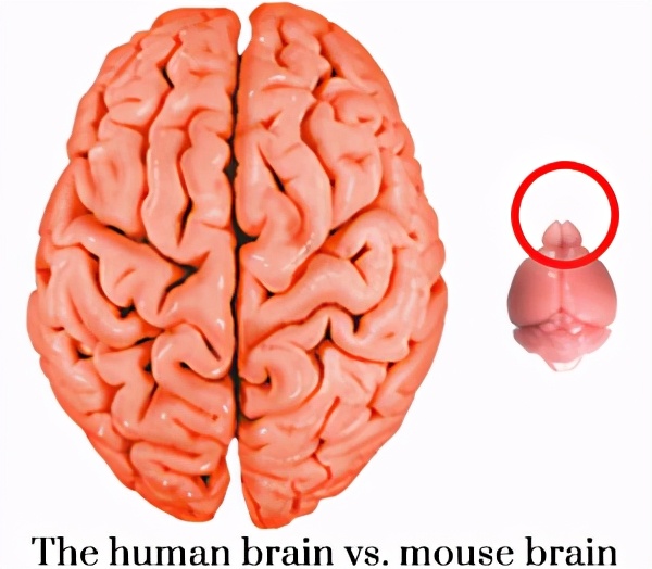 脑子的大小,除了绝对体积,还有个相对体积.