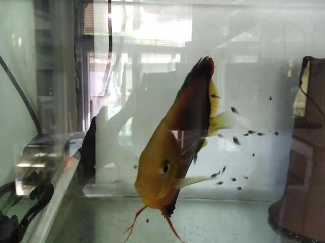 孔雀鱼苗的饲养水温到底多少合适，高温可以吗，其他鱼苗呢？