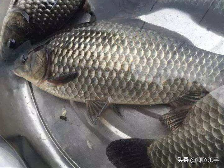 并不是所有的鲫魚都是野生鲫魚 這8種鲫魚 你需要了解一下 天天看點