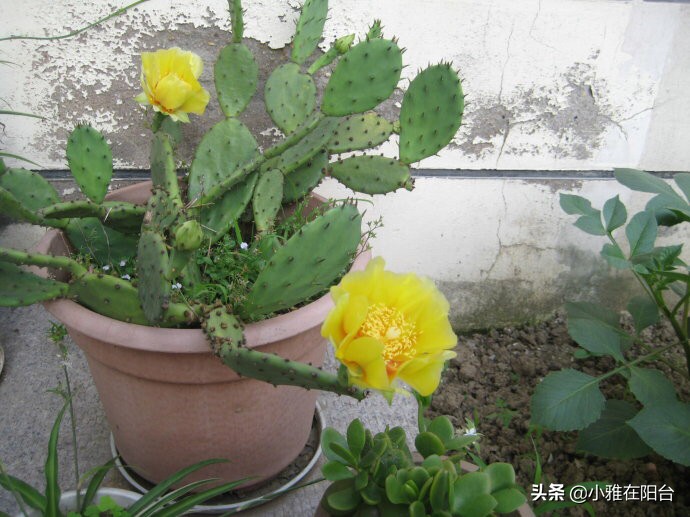 仙人掌是什么季节的植物（盆栽仙人掌养殖方法分享）